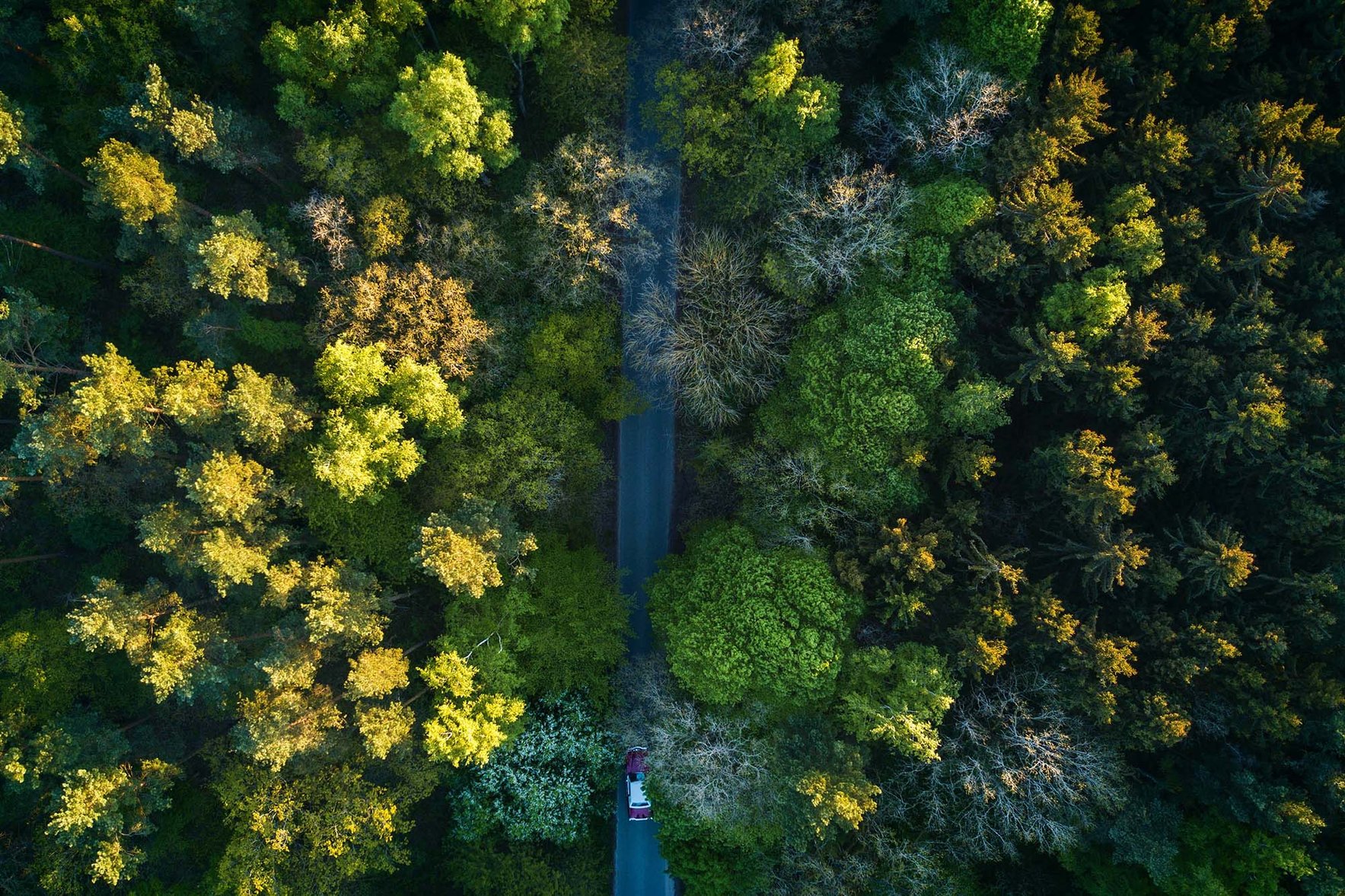 metsä ylhäältä